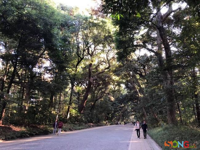 Khách đi viếng, trước khi vào gian trung tâm chánh điện, sẽ mất khoảng hơn 10 phút đi bộ dưới những tán rừng xanh mát rượi. Đây là điều khiến du khách thích thú khi đến viếng ngôi đền meiji này.