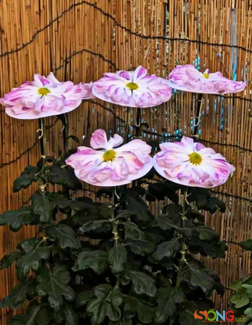 Hoa cúc từ xa xưa được gọi với cái tên rất đẳng cấp là loài hoa hoàng gia. Do đó, hoa cúc không được trồng phổ biến như ngày nay mà chỉ được trồng trong hoàng cung hay các đền, chùa.