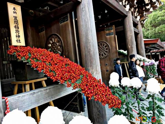 Dáng cúc lạ này được chọn trưng bày trân trọng hai bên cổng chính vào chánh điện đền Thiên hoàng Minh Trị.
