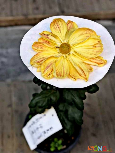 Người ta thường thấy trên tấm bìa hộ chiếu của người Nhật, ở ngay trung tâm có in hình ảnh của một bông hoa cúc 16 cánh, là từ loài hoa này. Đây cũng là quốc huy Nhật Bản.