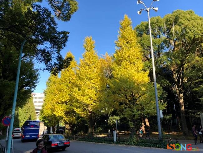 Hàng cây bạch quả trên “đại lộ ngân hạnh”. Con đường chạy qua ngôi đền Meji, Tokyo nổi danh vì hai hàng ngân hạnh cổ thụ thay sắc khi Thu về. Cây đã thay màu, bao hiệu một mùa Thu vàng rực đang đến.