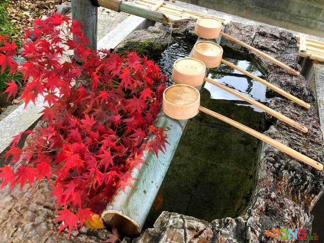 Đây là nơi chứa nước để người viếng đền rửa tay trước khi vào đền Kanryuji trên núi ở thị trấn Kurashiki. Ai đó đã đặt nhành lá phong đỏ rực làm khung cảnh thêm lãng mạn. Sự tinh tế của nghệ thuật cắm hoa Nhật Bản được ứng dụng rất nhiều trong từng khung cảnh.