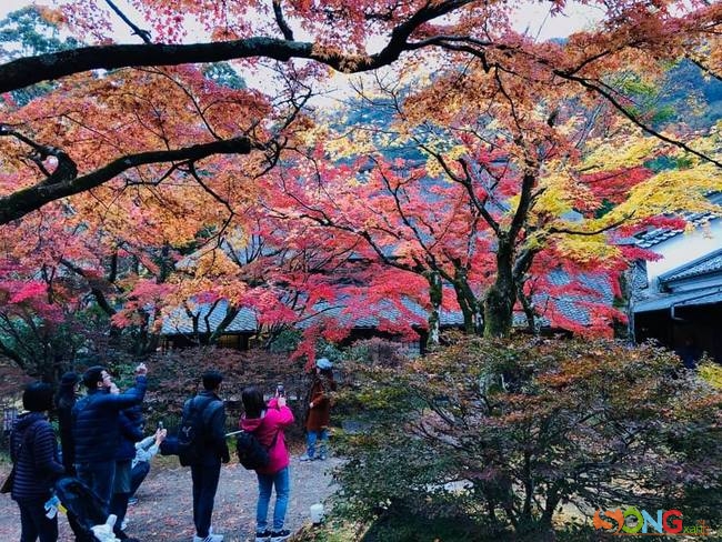 Du khách liên tục chụp cảnh Thu hai màu lá ở ngôi làng cổ Yufuin, Beppu, tỉnh Oita.