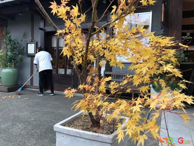 Cây phong nhỏ trong chậu trước một cửa hàng ở Yufuin cũng đã kịp vàng khắp thân cây. Mùa này những người quét lá được cư dân mạng đùa rằng đang làm công việc lãng mạn nhất trong năm.
