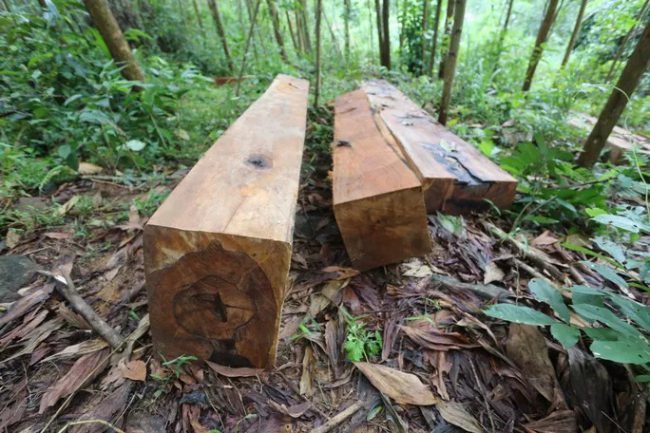 Những phách gỗ đã cưa xẻ bỏ bên bìa rừng chờ đưa đi tiêu thụ