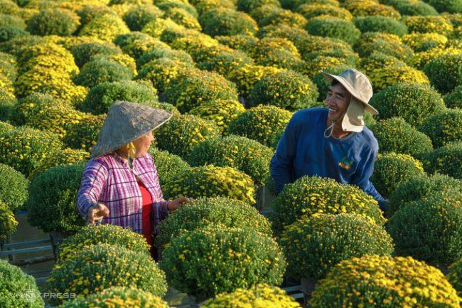 Tác phẩm “Nụ cười được mùa hoa Tết” ở Sa Đéc, Đồng Tháp. Gần một tháng trước Tết Nguyên đán cũng là lúc nông dân nhộn nhịp chăm sóc vụ hoa, gồm cúc mâm xôi, phục vụ thị trường hoa Tết.
