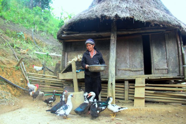 Một cụ bà ở thôn Atu 1 (xã Ch'Ơm) chăm đàn gà, đàn vịt để chuẩn bị đón tết. Ảnh: Đ.N