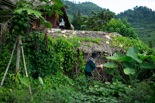 Cũng như đặc trưng ở những vùng cao khác, người dân nơi đây cũng trồng nhiều loại cây lương thực nhằm tăng gia sản xuất, và những giàn bí leo trên mái nhà như thế này luôn điểm để du khách thỏa thích chụp hình.