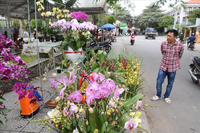 Một điểm bày bán hoa lan tại TP.Hội An.