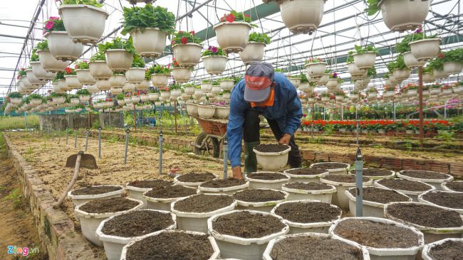 Chính quyền xã Hòa Châu, Hòa Liên đang dự tính kiến nghị UBND huyện Hòa Vang và Sở Khoa học - Công Nghệ quy hoạch một số khu đất trống để trồng thí điểm nhiều loại hoa đặc trưng của các vùng miền.