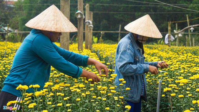 Chị Nguyễn Thị Hoa (trú xã Hòa Liên) cho biết năm nay gia đình trồng hơn 1.000 m2 hoa cúc các loại. Thời tiết thuận lợi nên hoa nở đẹp, giá bán cao.
