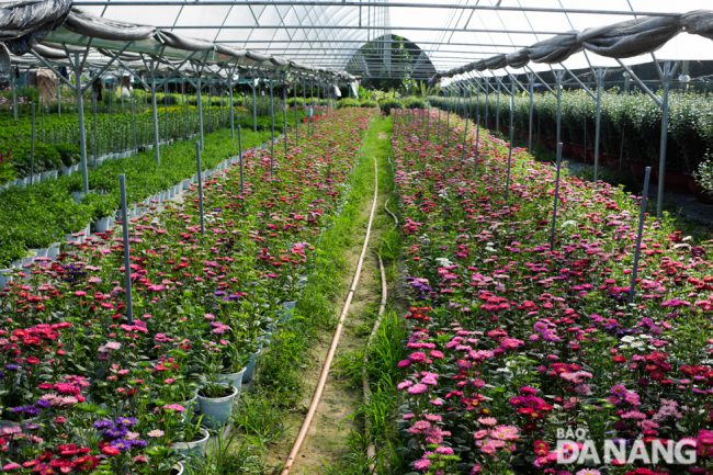 Năm nay, vùng hoa Dương Sơn (thôn Dương Sơn) và các nhà vườn trên địa bàn xã Hòa Châu chuẩn bị cung ứng cho thị trường gần 25.000 chậu hoa các loại như hoa cúc, dạ yến thảo, dừa cạn, hoa hồng... Ảnh: NGUYỄN LỄ