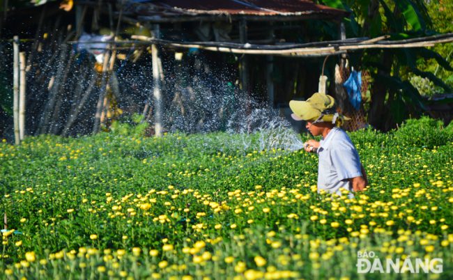 Theo nhiều nông dân tại Dương Sơn, năm nay là thời điểm hoa cúc đẹp nhất, phát triển ổn định nhất trong những năm qua. Ảnh: XUÂN SƠN