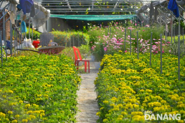 Một khu vườn ở Dương Sơn vào mùa xuân, với hoa cánh bướm và cúc vạn thọ đua nhau khoe sắc. Ảnh: XUÂN SƠN