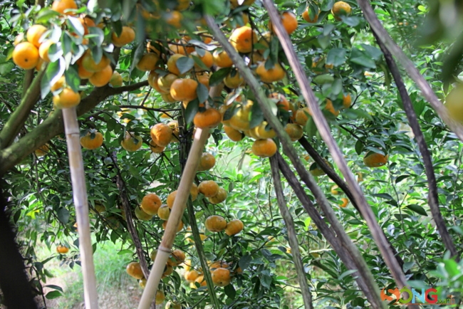 Những cây quýt vào mùa thu hoạch luôn phải có cây chống đỡ vì nặng trĩu những trái.