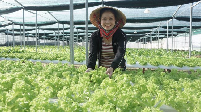 Vườn rau thủy canh của chị Nguyễn Thị Y (xã Duy Hải, Duy Xuyên) sẵn sàng cho vụ thu hoạch tết. Ảnh: NHƯ TRANG