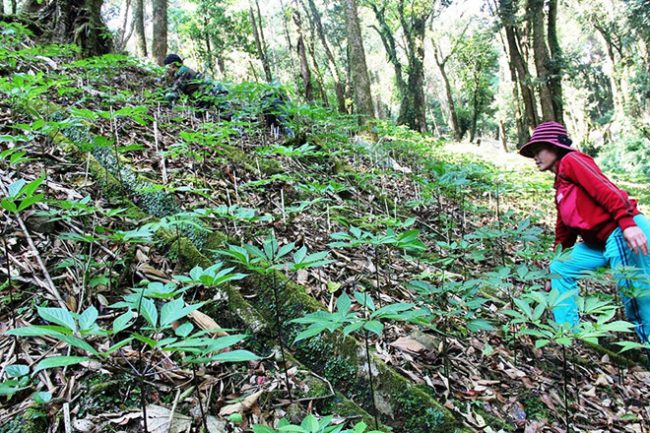 Những vườn sâm Ngọc Linh của người dân được trồng trên đỉnh núi Ngọc Linh (xã Trà Linh, H.Nam Trà My) Ảnh: Mạnh Cường