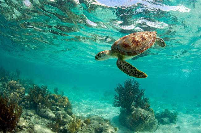 Chú rùa bơi dưới rạn san hô gần Akumal, phía nam thành phố Cancun, Mexico - Ảnh: Getty