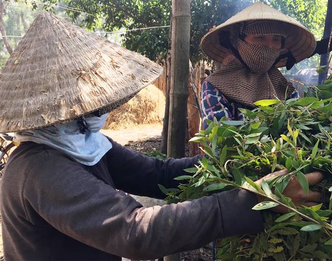 Nghề hái lá tràm tuy vất vả nhưng có thêm thu nhập, mang lại niềm vui cho nhiều người dân Thăng Bình. Ảnh: TRANG LY