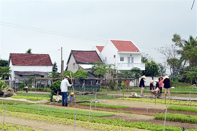 Nhiều nhà cao tầng xây dựng xung quanh làng rau Trà Quế làm phá vỡ cảnh quan của làng. Ảnh: K.L