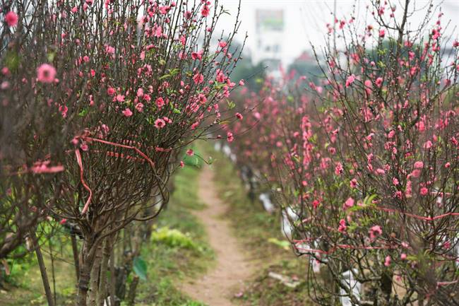 Những luống đào bích bung nở hoa tại vườn đào Nhật Tân - Ảnh: PHẠM HOÀNG CƯƠNG