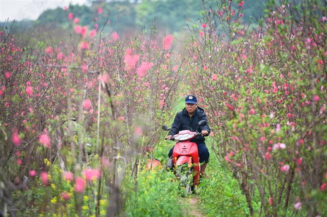 Xe máy có thể chạy vào lối nhỏ giữa các luống đào để người công nhân tiện công chăm sóc và vận chuyển các cành đào - Ảnh: PHẠM HOÀNG CƯƠNG