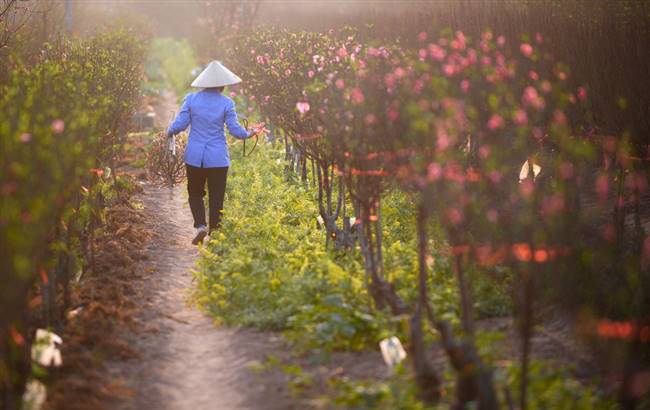 Một phụ nữ cắt các cành đào ưng ý - Ảnh: PHẠM HOÀNG CƯƠNG