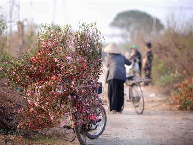 Chơi đào ngày Tết là một nét đẹp truyền thống của người Hà Nội - Ảnh: PHẠM HOÀNG CƯƠNG