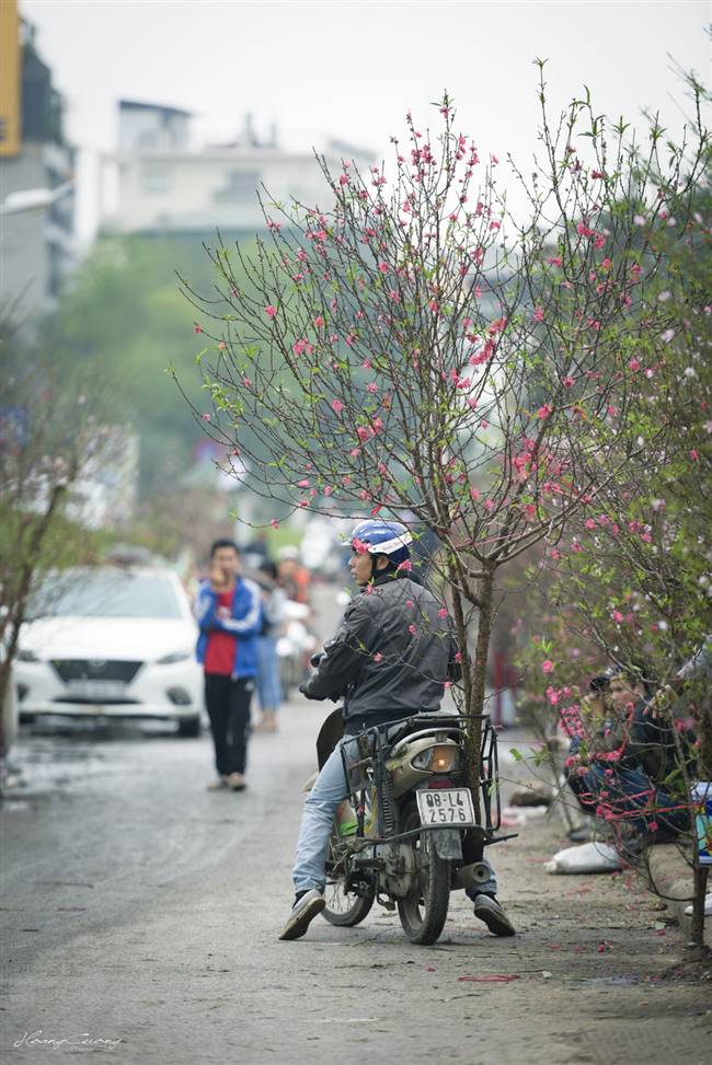 Một thanh niên vận chuyển các cành đào đem bán - Ảnh: PHẠM HOÀNG CƯƠNG
