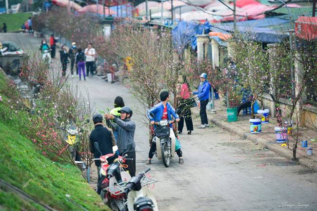 Nhộn nhịp "phố hoa đào" tại chợ Hoa Quảng An - Ảnh: PHẠM HOÀNG CƯƠNG