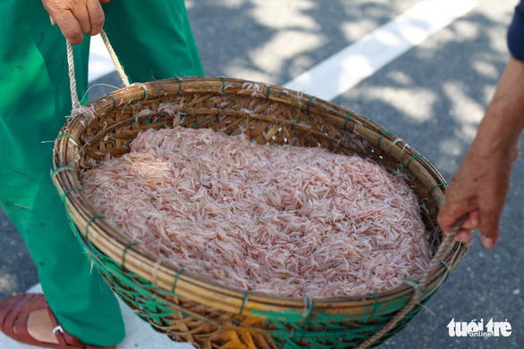 Ruốc tươi được đựng trong từng rổ khoảng 10kg - Ảnh: TẤN LỰC