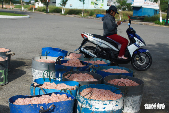 Với sản lượng lớn, ruốc được thương lái thu gom bán cho các cơ sở chế biến mắm ruốc tại Đà Nẵng và Huế. Trong ảnh: bà Phan Thị Thanh Tuyến kiểm kê số ruốc mua được sáng 13-2 - Ảnh: TẤN LỰC