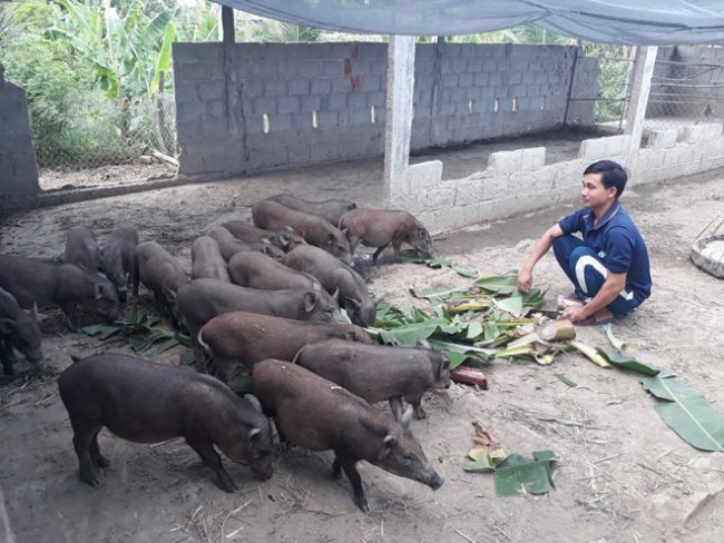 Đàn heo rừng lai của anh Vinh