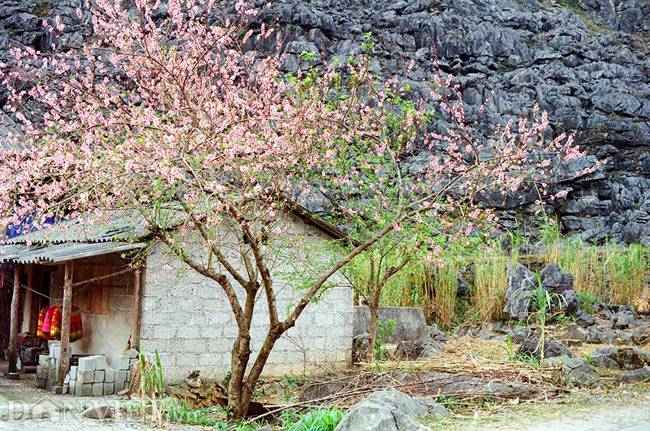 Những ngày đầu tháng 3, hoa đào tiếp tục nở đỏ hồng trên cao nguyên đá Đồng Văn (Hà Giang). Đây là hình ảnh được nhà báo, nhiếp ảnh gia Viết Thành (báo Hà Nội Mới) chụp lại bằng máy ảnh phim Kodax trong một chuyến công tác gần đây.