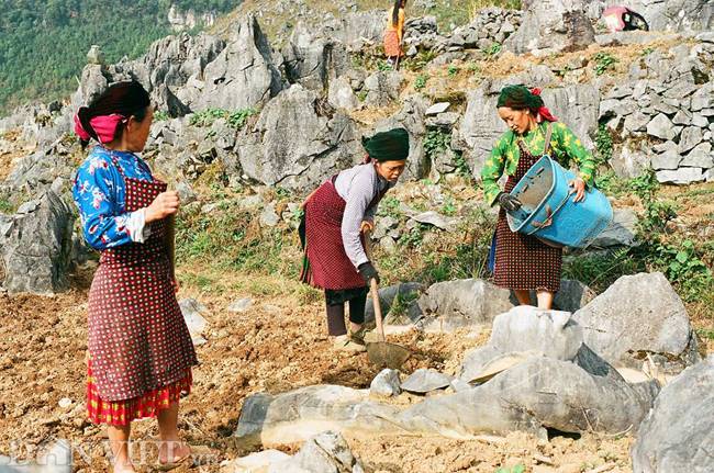 Người dân vùng rẻo cao Hà Giang bắt đầu vào vụ canh tác, họ trồng ngô, sắn trên cao nguyên đá.