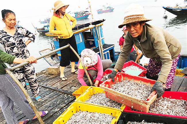 Giá cá cơm hiện dao động 7.000 - 9.000 đồng/kg. Ảnh: MINH HẢI