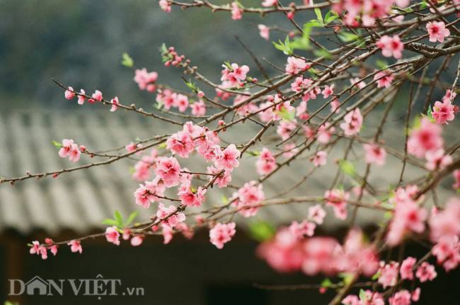 Đào nở nhiều nhất tại Sủng Là, Phó Bảng (huyện Đồng Văn). Những bông hoa đào rừng có màu sắc nhạt hơn hẳn so với đào Nhật Tân (Hà Nội).