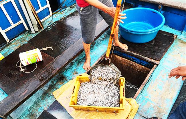 Hầm tàu nào cũng đầy ắp cá cơm. Ảnh: MINH HẢI