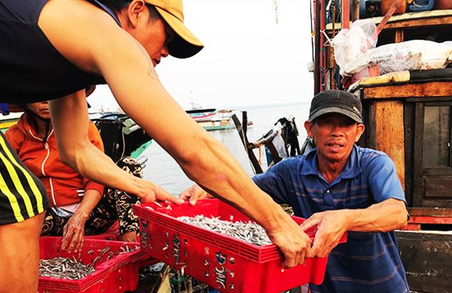 Khẩn trương vận chuyển cá. Ảnh: MINH HẢI
