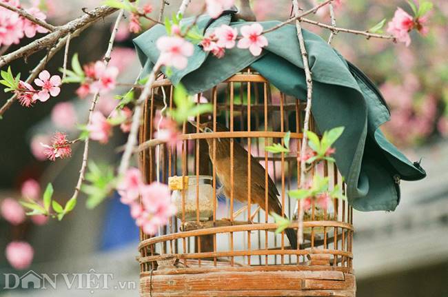 Đào sẽ nở hết tháng 3 dương lịch tại Đồng Văn và cụ thể là Sủng Là và Phó Bảng.