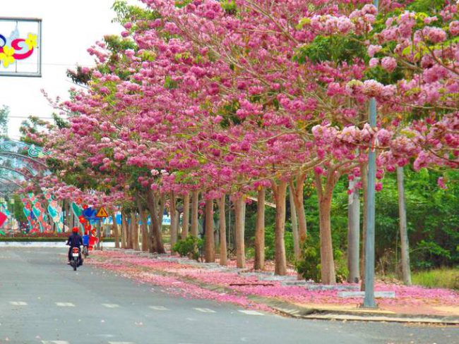 Từ quốc lộ 1 hướng về Sóc Trăng, du khách rẽ trái vào con đường Hùng Vương dẫn đến trung tâm hành chính huyện Châu Thành sẽ thấy 160 cây hoa kèn hồng trổ hoa đồng loạt hai bên đường. Ảnh: Trường Dương.