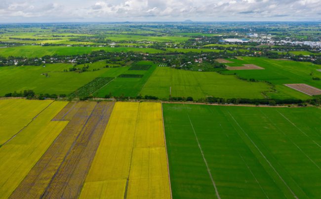 Đầu tháng 6, nếu đi dọc theo tỉnh lộ 943 từ thành phố Long Xuyên vào huyện Thoại Sơn, An Giang, bạn có thể bắt gặp những cánh đồng lúa xanh rì xen lẫn vàng óng vào vụ thu hoạch hè thu.