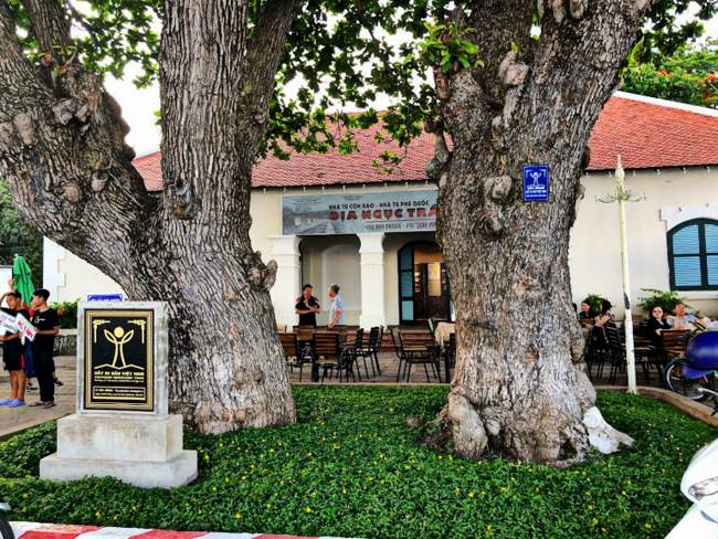 Hai cây bàng di sản trước quán cà phê Côn Sơn