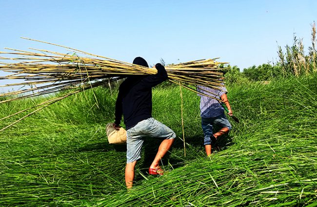 Khai thác ống sậy tại các vùng ven sông Thu Bồn.