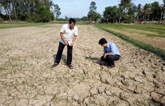 Lúa chết do thiếu nước tại xã An Ninh Đông, H.Tuy An, Phú Yên. Ảnh: Bích Đào
