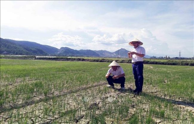 Khoảng 2.200ha lúa Hè Thu đang trong giai đoạn chuẩn bị đẻ nhánh của nhiều huyện trên địa bàn tỉnh Nghệ An bị thiếu nước nghiêm trọng, có nguy cơ chết khô. 
