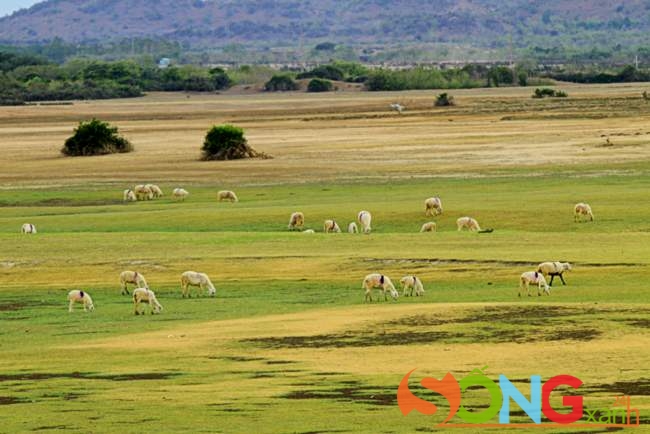 Quang cảnh đồng cừu An Hòa, Ninh Thuận.