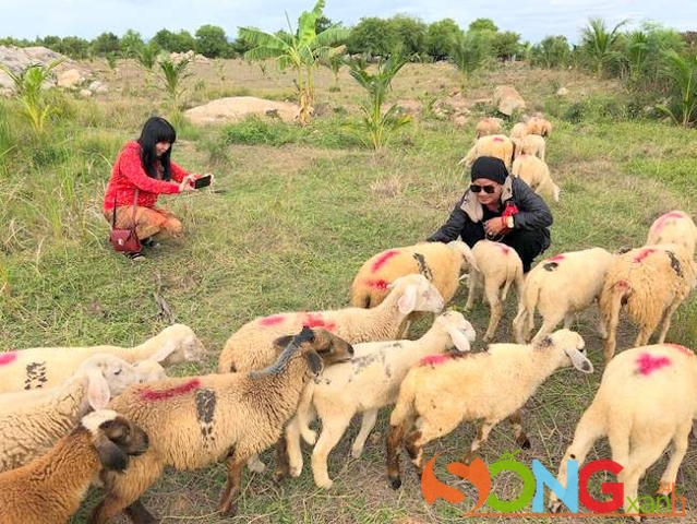 Hình ảnh hay gặp ở trang trại cừu.