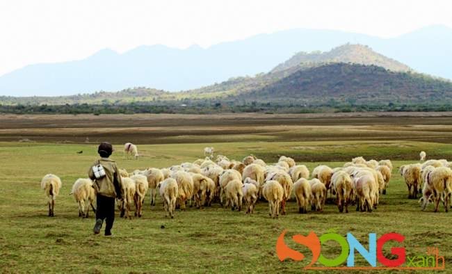 Khi nắng chỉ còn đậu trên những ngọn núi, khi đồng cỏ mênh mông bắt đầu nhuốm màu loang tối, là lúc lũ cừu trở về nhà.