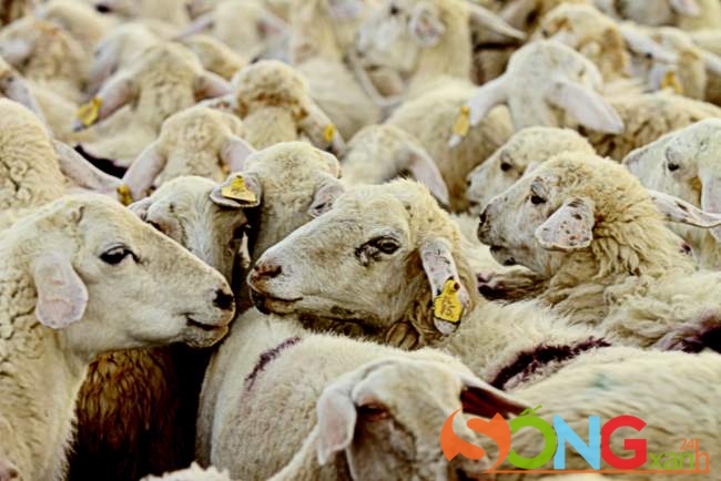 Đặc điểm phân biệt cừu nhà ai, cứ nhìn lỗ tai thì biết.
